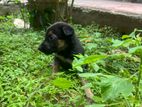German Shepherd Crossed