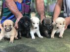 German Shepherd Crossed Puppies