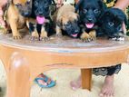 German Shepherd Crossed puppy | Dog