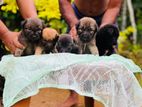 German shepherd crossed Puppy | Dog