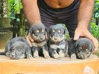 German Shepherd Crossed Puppy | Dog