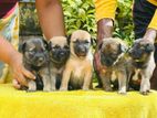German Shepherd crossed Puppy | Dog