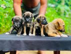 German Shepherd Crossed Puppy (Dog)