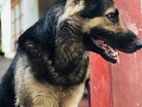 German Shepherd Male Dog for Crossing