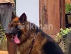 German Shepherd Crossing