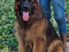 German Shepherd for Crossing