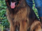 German Shepherd Crossing