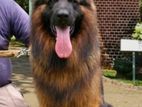 German shepherd crossing