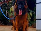 German Shepherd Dog for Crossing