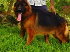 German Shepherd for Crossing