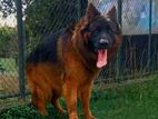 German Shepherd for Crossing