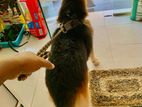 German Shepherd for Crossing