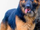 German Shepherd for Crossing