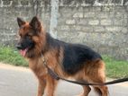 German Shepherd for Crossing