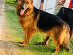 German Shepherd Crossing