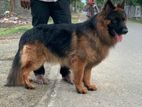 German Shepherd Crossing