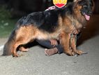 German Shepherd for Crossing