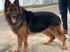 German Shepherd Crossing