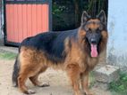 German Shepherd Crossing