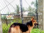 German Shepherd Crossing