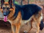 German Shepherd Crossing