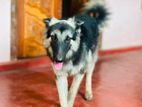 German Shepherd for Crossing