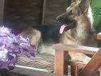 German Shepherd for Crossing