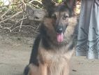 German Shepherd for Crossing