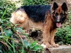 German Shepherd Crossing Only