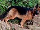 German Shepherd For Crossing