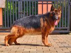 German shepherd crossing [stud]