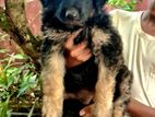 German Shepherd Curl Long Coat Female Puppies