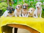 German Shepherd Dalmatian Cross