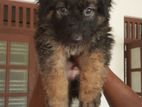 German Shepherd (දිගු ලෝම)