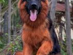 German shepherd dobelsite import line dog