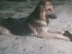 German Shepherd Mix Puppy