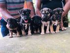 German Shepherd Dobermenn Crossed Puppy