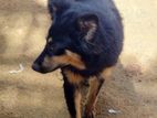 German Shepherd Dog