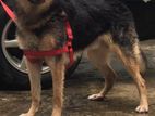 German Shepherd Dog Crossing for Male