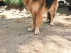 German Shepherd Dog Crossing