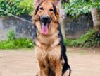 German Shepherd Dog Crossing