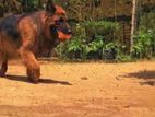 German Shepherd Dog Crossing