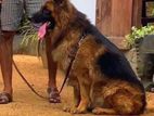 German Shepherd Dog Crossing