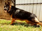 German shepherd dog crossing