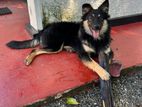 German Shepherd Dog Crossing