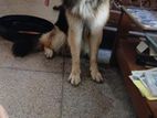 German Shepherd Dog for A Kind Family