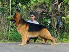 German Shepherd Dog for Crosing