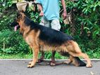 German Shepherd Dog for Crossing