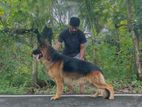 German Shepherd Dog for Crossing