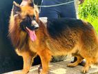 German Shepherd Dog for Crossing